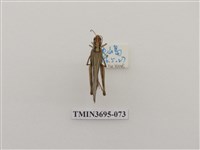 藏品(直翅目(3))的圖片